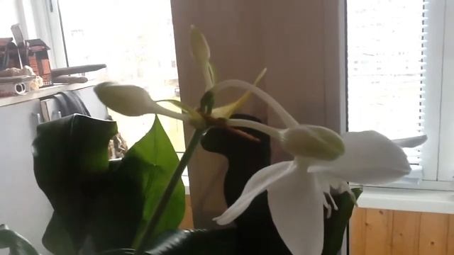 Эухарис. От бутонов до цветков за неделю. смотреть онлайн