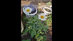 Цветы цветут в саду у Татьяны