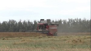 Уборка Пшеницы и Рапса Гомсельмаш GS12 a1 pro, Палессе GS12 тюкование МТЗ 1221.2 ТРОПИК, krone155 x