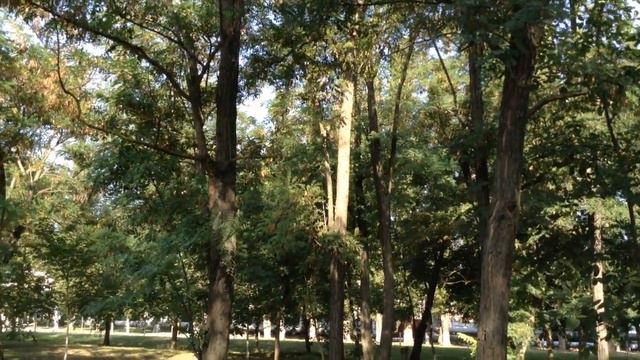 Днестровск - 2019, поёт иволга. смотреть онлайн