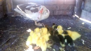 У утки закончился вывод / Вернул всех утят ей! / Сколько у неё утят?