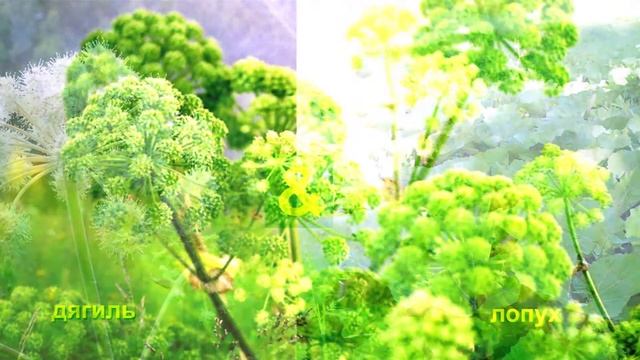 борщевик сосновского как отличить/как выглядит борщевик ядовитый/как выглядит борщевик сосновского смотреть онлайн