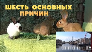 Почему не покрываются крольчихи. Крол не работает. Лейден Голландия