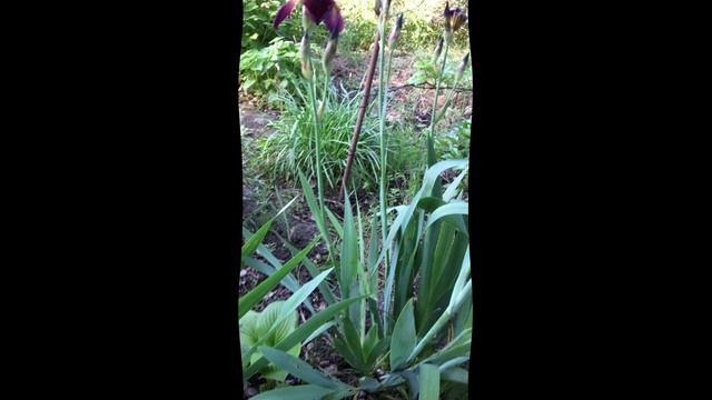 ИРИСЫ (в народе "петушки") - уход и размножение