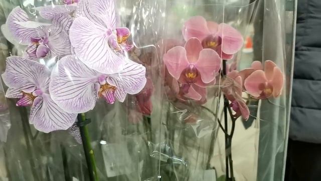 Леруа:ЗАВОЗ прекрасных ОРХИДЕЙ ("Сансет Лав"),23.12.21.ТЦ "Космопорт",Самара,ул. Дыбенко,30. смотреть онлайн