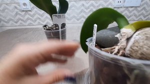 Подводим итог использования на орхидеях фунгицида Topsin M profi. Цветение адениума Tipsy Peach.