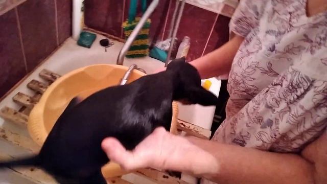 Первое купание щенка той терьера под душем. смотреть онлайн