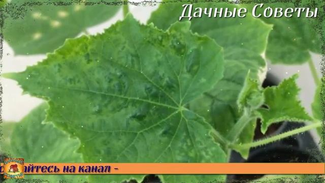 От этой подкормки ОГУРЦЫ завалят вас урожаем Как получить ранний урожай хрустящих ЗЕЛЕНЦОВ