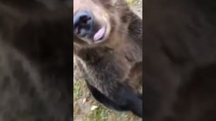 Медведь кайфует