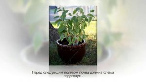 ФИКУС БЕНДЖАМИНА. Уход и разведение в домашних условиях