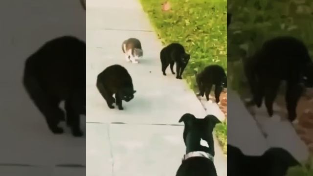 Коты Криминальные Хроники 2 #приколыскотами