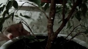 Обрезка фикуса бенджамина.  Trimming Benjamin's ficus.