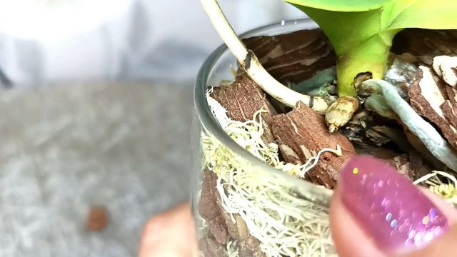 КОРНИ ЩЕТКОЙ в этой посадке?? смотреть онлайн