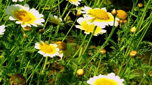 Most beautiful Argyranthemum flower Garden ? ? || Marguerite Daisy Flower ? ? смотреть онлайн