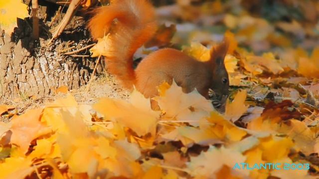 Осень в горах– это сны листопада. смотреть онлайн