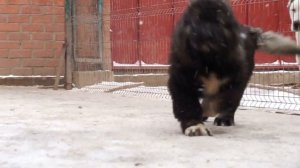 Питомник Кавказских овчарок РУССКИЙ РИСК www.r-risk.ru Продает щенков. +79262205603 Татьяна Ягодкин