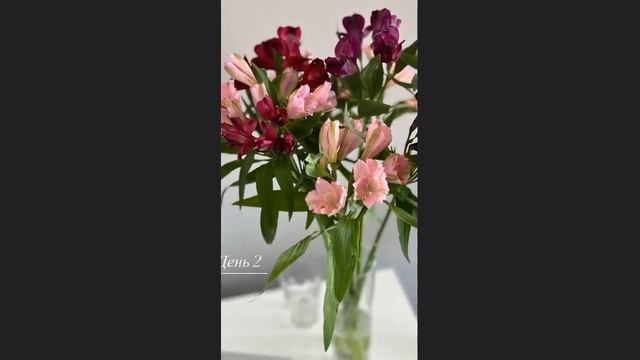 Как раскрывается альстромерия?