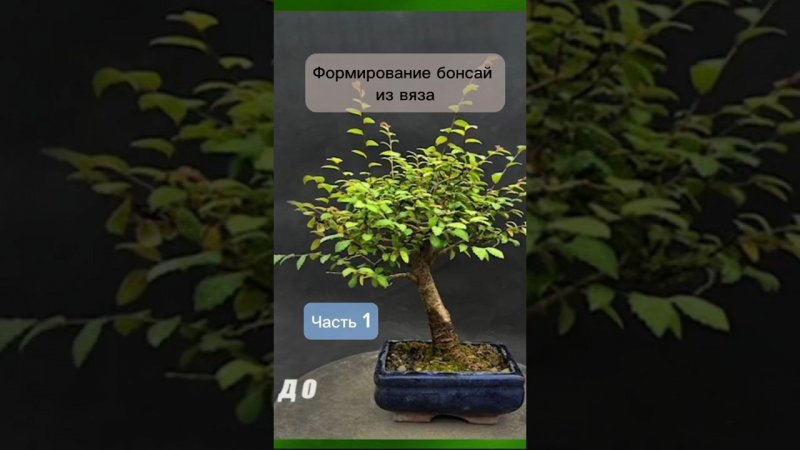 Формирование бонсай из вяза. Часть 1. #бонсай #bonsai #ниваки #сад #андрейдарусенков
