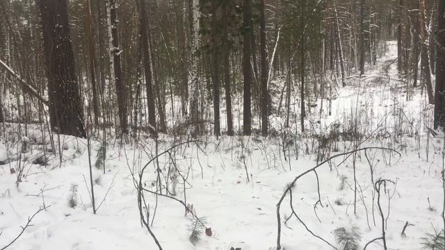 Охота 20 - 21 ноября 2016 смотреть онлайн