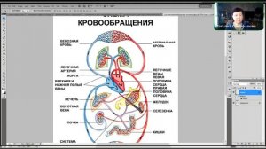 Продукция Асония при застойных процессах