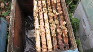 ответы на вопросы  - пчелы не запечатали корм в зиму, что делать ?