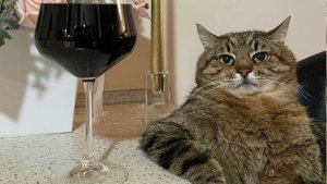 ПРИКОЛЫ С ЖИВОТНЫМИ ДО СЛЕЗ _ Смешные КОТЫ 2022 _ Приколы с КОТАМИ _ Funny ANIMALS video