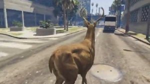 Самый Настоящий Олень!!!