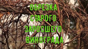 ОБРЕЗКА СТАРОГО ЗАРОСШЕГО ВИНОГРАДА