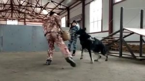 Восточноевропейская овчарка, Кинологический центр МВД. ЗКС.