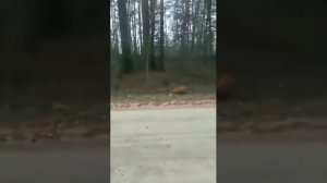 Бешеная лиса на дороге