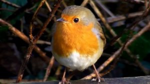 Малиновка .#красиваяпесня#Вернемсявюность.#