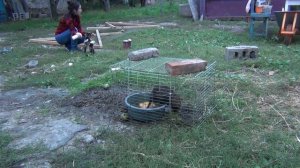 Кормление камерунских козлят из бутылочки