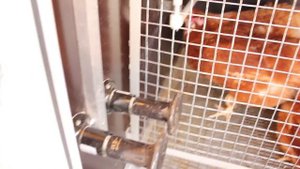 Самый умный мини курятник! Обзор автономного умного курятника или как завести кур в городе.