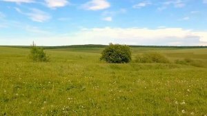 Звуки природы. Луг. Пение птиц. Жаворонки.