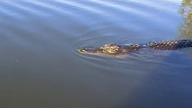 Saltwater Crocodile. Гребнистый крокодил (polozov19)