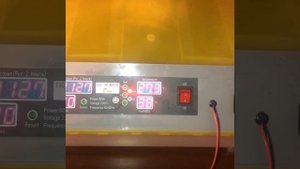 Китайский инкубатор для перепелов/Закладываем яички перепелов🥚