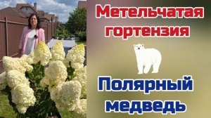 Метельчатая гортензия Полярный Медведь