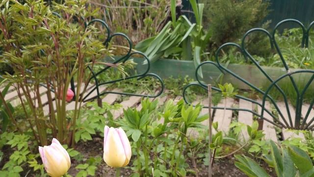 Подмёрзли даже Тюльпаны Гортензия Тепло идёт Дачница Натали @natalifrol смотреть онлайн