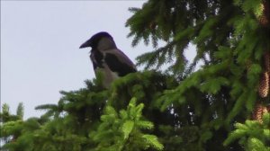 серая ворона чистит пёрышки сидя на ёлке