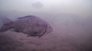 Стрелецкий ручей под водой