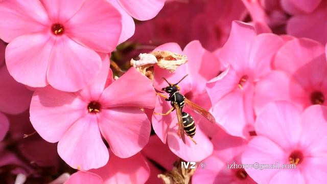 Wasp on pink phlox flowers смотреть онлайн