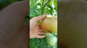 Томат МАМОНТ НЕМЕЦКИЙ РОЗОВЫЙ. Ярославская область.