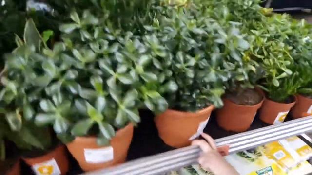 OBI score смотреть онлайн