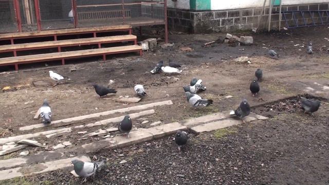 Жизнь кипит и пенится смотреть онлайн