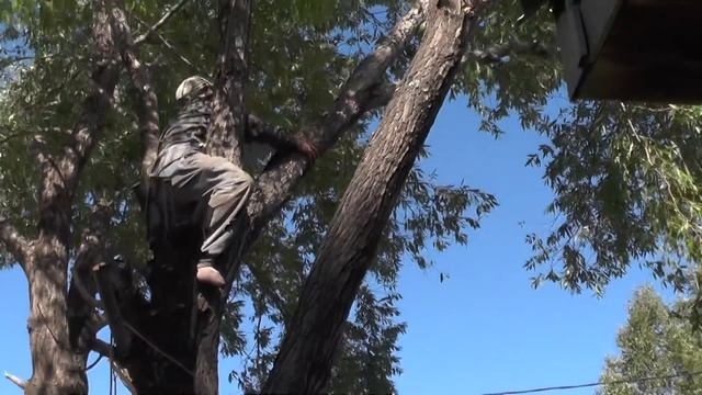 Никитин дом. Володя Пащенко пилит сучки. Ветла, ветер, высота. 30.08. 2016. смотреть онлайн