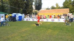 Цвергпинчер Славянка Пассаж. IDS 2020 Смоленский алмаз