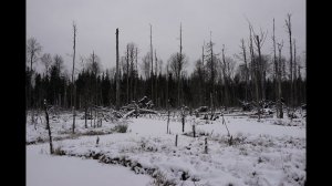 Загонная Охота на Лося в ЛО. 3 Декабря 2022.