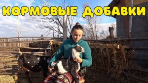 КАКОЙ РЕЗУЛЬТАТ МЫ ПОЛУЧИЛИ ОТ КОРМОВЫХ ДОБАВОК. ЗАЧЕМ ОНИ НУЖНЫ И ДЛЯ ЧЕГО.