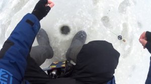 КРУПНАЯ ПЛОТВА НА БЕЗМОТЫЛКУ.?