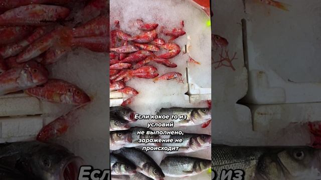 В какой рыбе нет паразитов?!